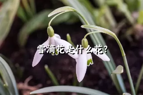 雪滴花是什么花？