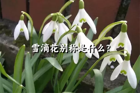 雪滴花别称是什么？