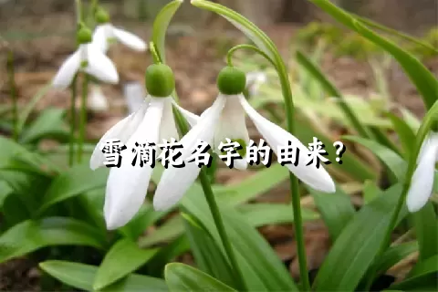 雪滴花名字的由来？