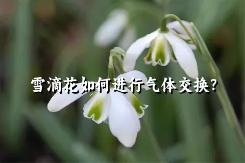 雪滴花如何进行气体交换？