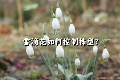 雪滴花如何控制株型？