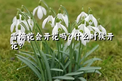 雪滴花会开花吗？什么时候开花？