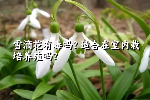 雪滴花有毒吗？适合在室内栽培养殖吗？