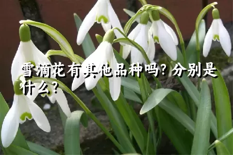 雪滴花有其他品种吗？分别是什么？