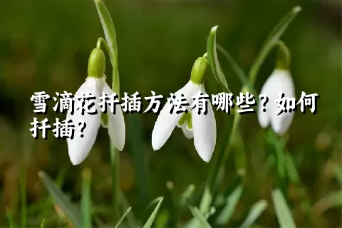 雪滴花扦插方法有哪些？如何扦插？