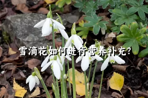 雪滴花如何进行营养补充？