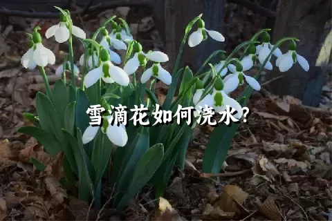 雪滴花如何浇水？