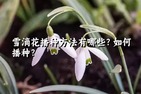 雪滴花播种方法有哪些？如何播种？