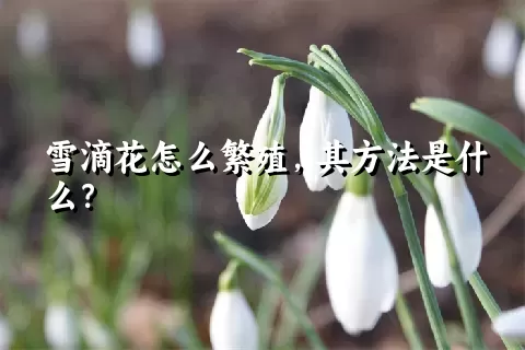 雪滴花怎么繁殖，其方法是什么？