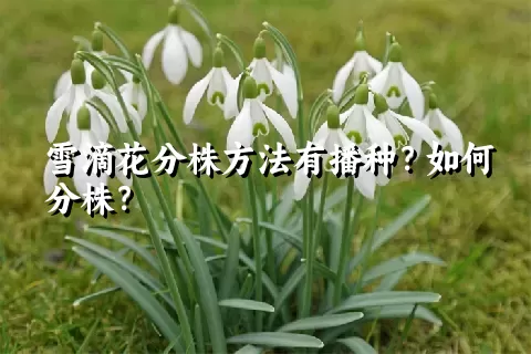 雪滴花分株方法有播种？如何分株？