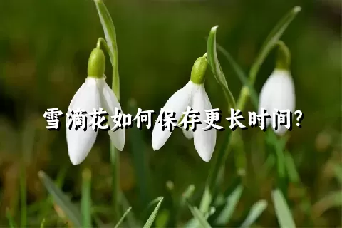 雪滴花如何保存更长时间？