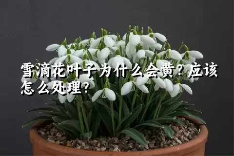 雪滴花叶子为什么会黄？应该怎么处理？