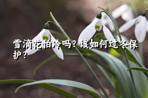 雪滴花怕冷吗？该如何过冬保护？