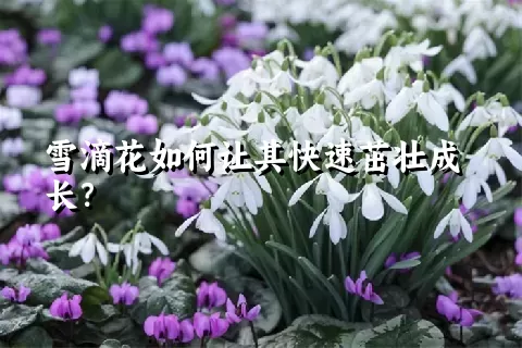 雪滴花如何让其快速茁壮成长？