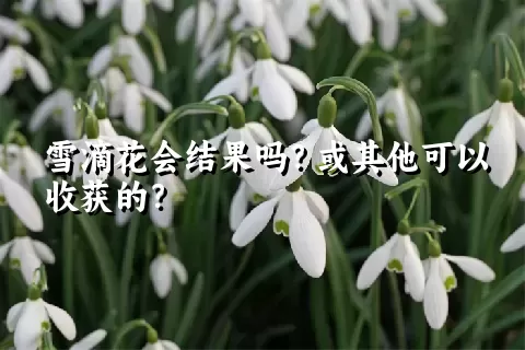 雪滴花会结果吗？或其他可以收获的？