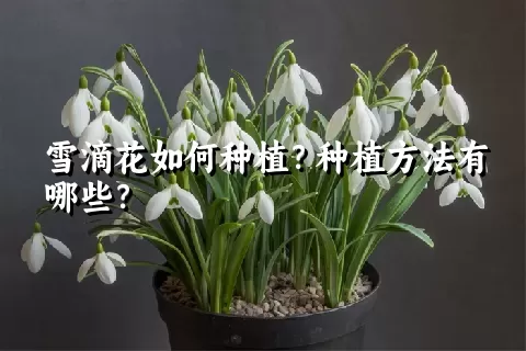 雪滴花如何种植？种植方法有哪些？