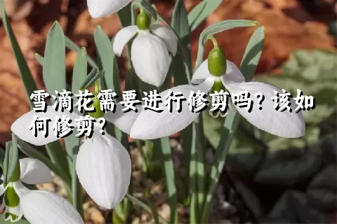 雪滴花需要进行修剪吗？该如何修剪？