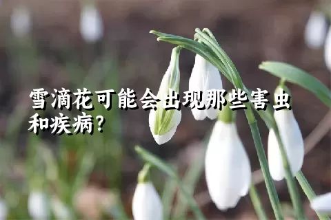 雪滴花可能会出现那些害虫和疾病？