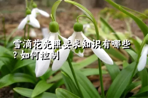 雪滴花光照要求知识有哪些？如何控制