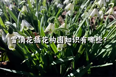 雪滴花插花构图知识有哪些？