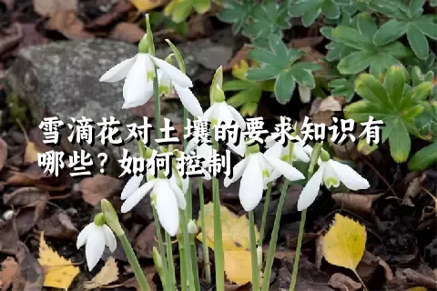 雪滴花对土壤的要求知识有哪些？如何控制