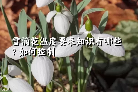 雪滴花温度要求知识有哪些？如何控制