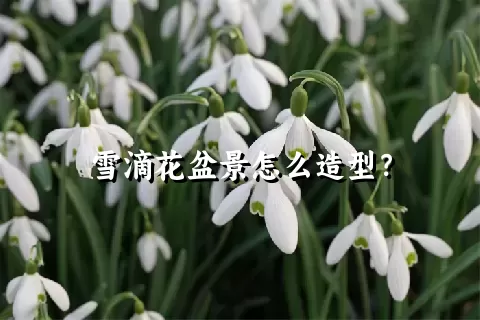 雪滴花盆景怎么造型？