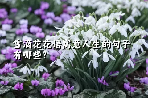 雪滴花花语寓意人生的句子有哪些？