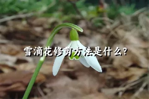 雪滴花修剪方法是什么？