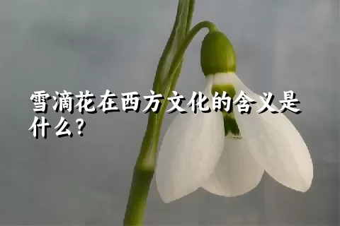 雪滴花在西方文化的含义是什么？