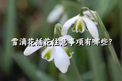 雪滴花插花注意事项有哪些？