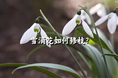 雪滴花如何修枝？