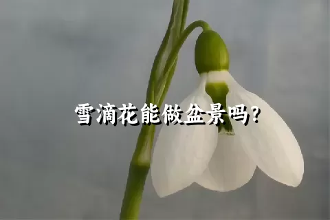 雪滴花能做盆景吗？