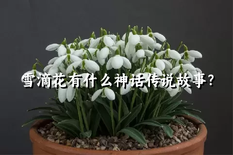 雪滴花有什么神话传说故事？