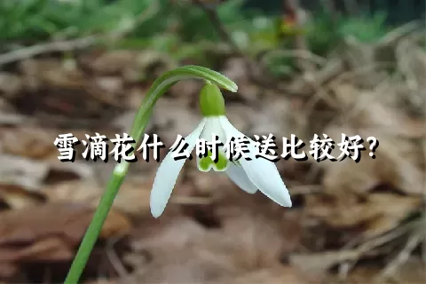 雪滴花什么时候送比较好？