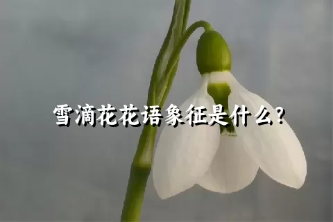 雪滴花花语象征是什么？