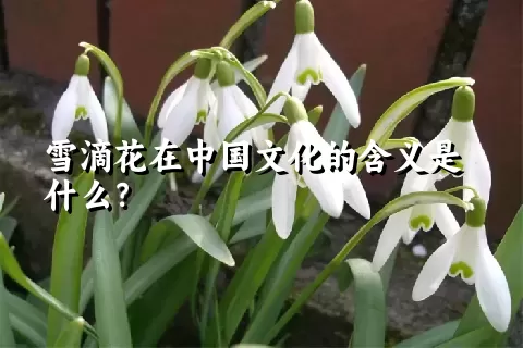 雪滴花在中国文化的含义是什么？