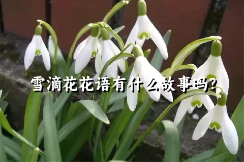 雪滴花花语有什么故事吗？