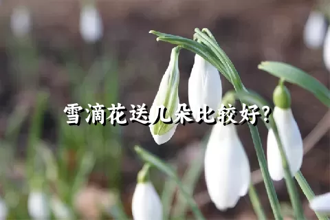 雪滴花送几朵比较好？