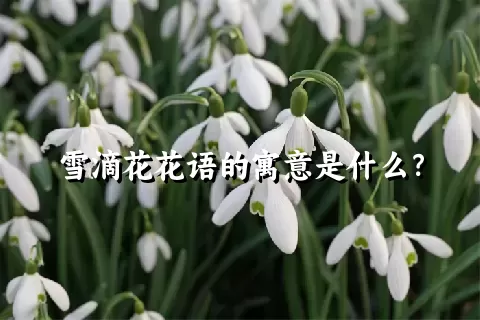 雪滴花花语的寓意是什么？