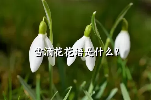 雪滴花花语是什么？