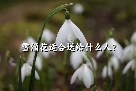 雪滴花适合送给什么人？