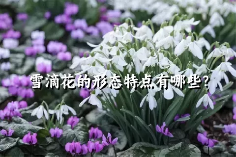 雪滴花的形态特点有哪些？