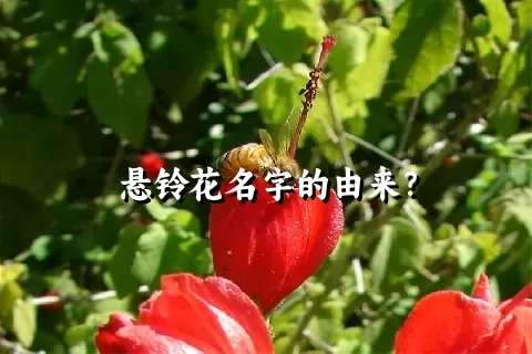 悬铃花名字的由来？