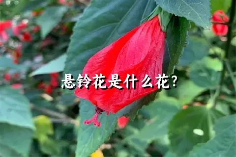 悬铃花是什么花？