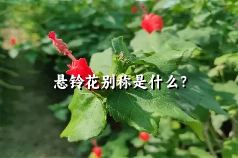 悬铃花别称是什么？