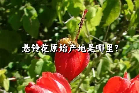 悬铃花原始产地是哪里？