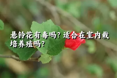 悬铃花有毒吗？适合在室内栽培养殖吗？