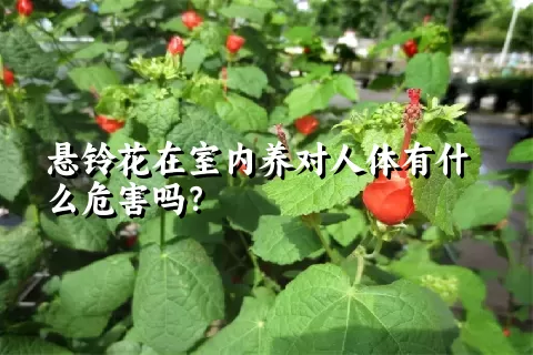 悬铃花在室内养对人体有什么危害吗？