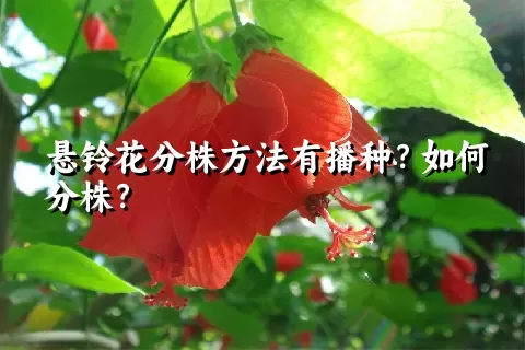 悬铃花分株方法有播种？如何分株？